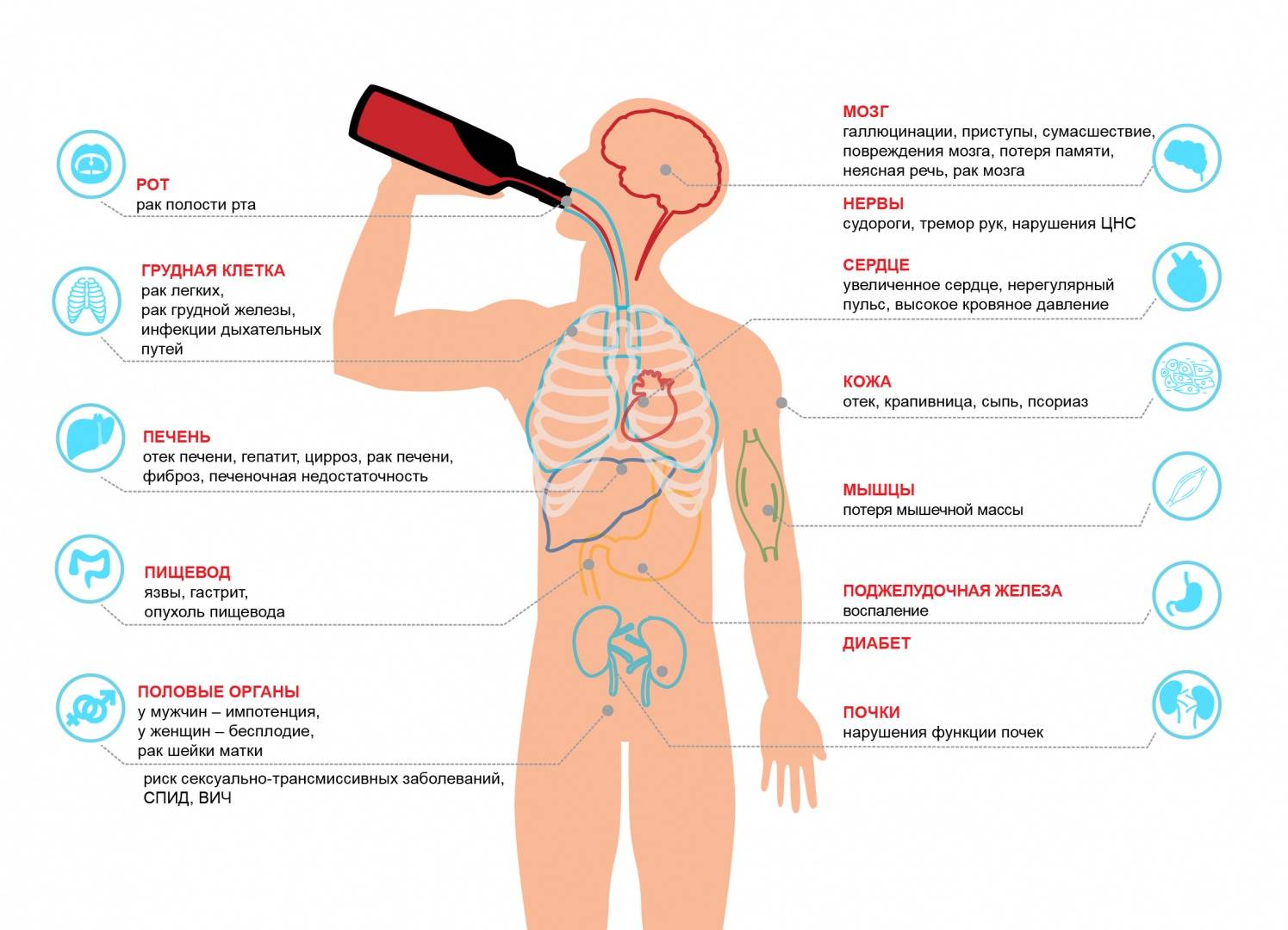 Влияние алкоголя на организм человека схема